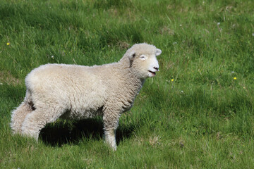 Romneyschaf / Romney sheep / Ovis.