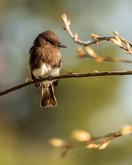 bird on a branch