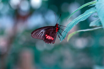 Macro shots, Beautiful nature scene. Closeup beautiful butterfly sitting on the flower in a summer garden.