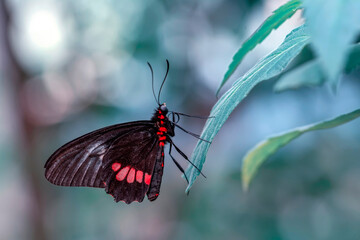 Macro shots, Beautiful nature scene. Closeup beautiful butterfly sitting on the flower in a summer garden.