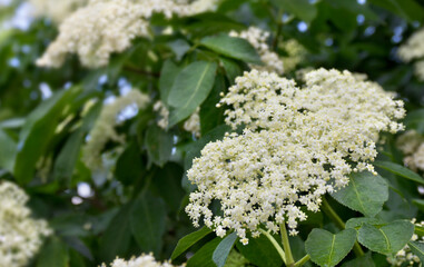 Blooming elderflower in garden , white flowers. ( Sambucus nigra, elder, elderberry, black elder,...