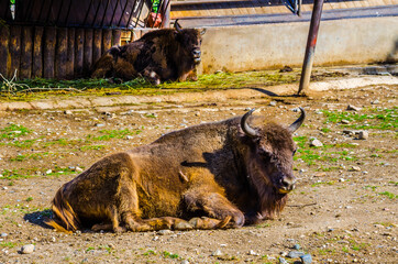 European bison (Bison bonasus)