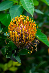 Kwiat Banksia