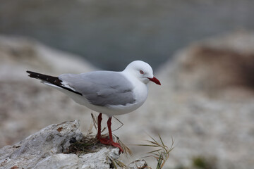 Rotschnabelmöwe / Red-billed gull / Larus scopulinus