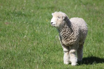 Romneyschaf / Romney sheep / Ovis.