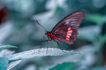 Macro shots, Beautiful nature scene. Closeup beautiful butterfly sitting on the flower in a summer garden.