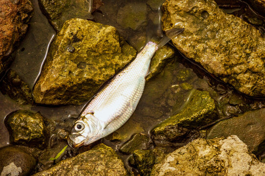 Alewife (Alosa pseudoharengus ) washed up dead on the shore of Lake Ontario in spring.  This species of herring is invasive to the Great Lakes