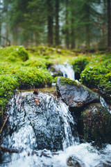 stream in the forest