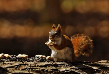 American red smallest squirrel. Wisconsin State Park.	
