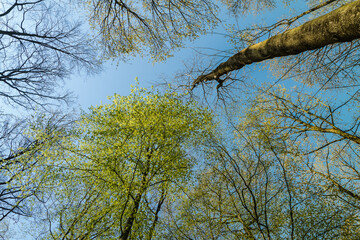 Frühling in Eilenriede Hannover