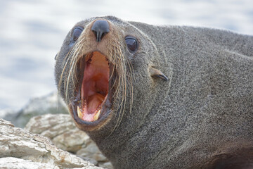 Neuseeländischer Seebär / New Zealand fur seal / Arctocephalus forsteri..