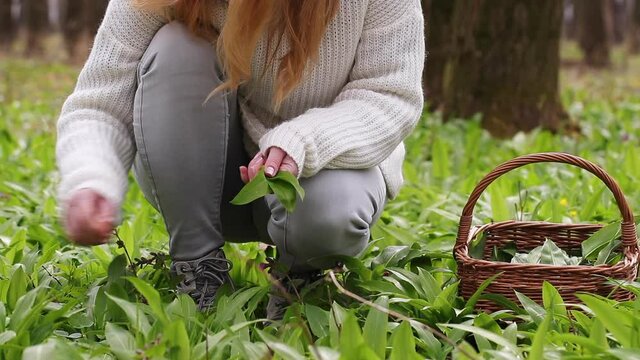 Woman picking wild garlic (allium ursinum) in forest. Harvesting Ramson leaves herb into wicker basket