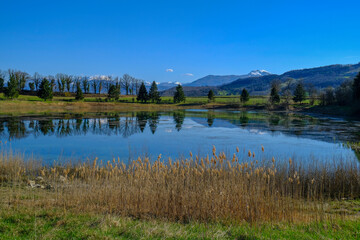 mountain lake with lots of dry reeds across mountains covered with snow, fir trees across blue sky. Trees reflected in water