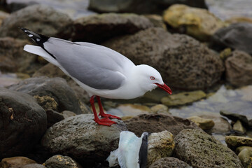 Rotschnabelmöwe / Red-billed gull / Larus scopulinus..