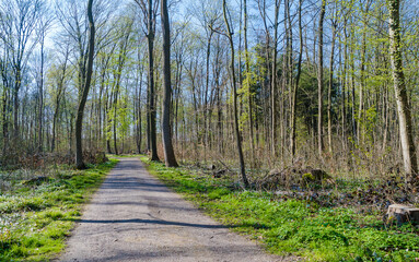Frühling in Eilenriede Hannover