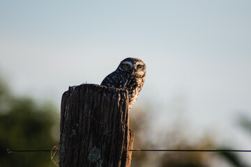 Athene cunicularia on a post in the field