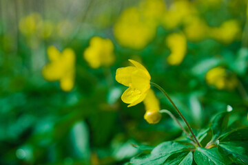 Frühling in Eilenriede Hannover