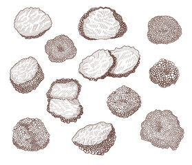 Truffle mushroom hand drawn illustrations set. Whole and sliced delicious luxury delicatessen engraved vector collection