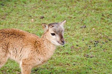 mouflon baby on the grass in the preserve