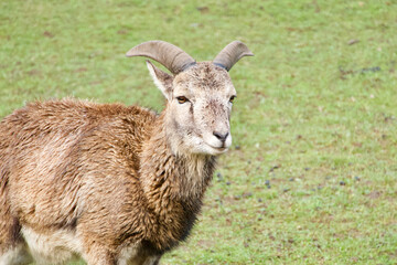 young mouflon in the preserve