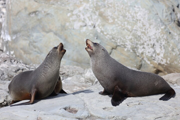 Fototapeta premium Neuseeländischer Seebär / New Zealand fur seal / Arctocephalus forsteri.
