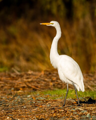 Great Egret