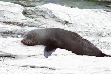Neuseeländischer Seebär / New Zealand fur seal / Arctocephalus forsteri