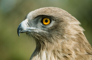 Circaète Jean le Blanc,.Circaetus gallicus, Short toed Snake Eagle