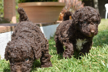 Cachorros de pura raza perro de agua español