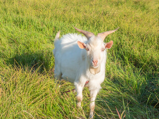 Obraz premium ヤギ