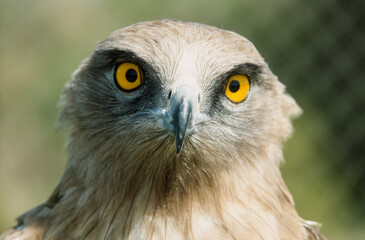 Circaète Jean le Blanc,.Circaetus gallicus, Short toed Snake Eagle