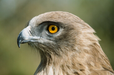 Circaète Jean le Blanc,.Circaetus gallicus, Short toed Snake Eagle