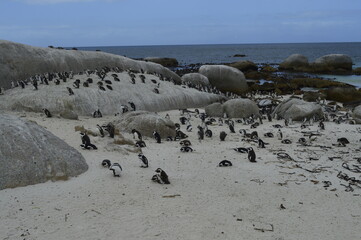 Obraz premium Penguin on boulders beach