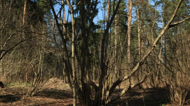 Drone view of the forest and tree tops, road and blue sky, on an autumn day in bad weather