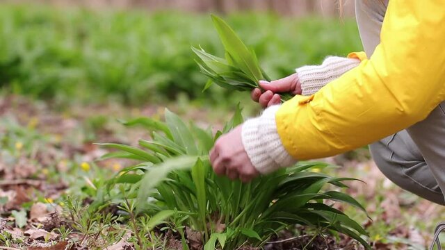 Woman picking fresh wild garlic (allium ursinum) leaves in forest. Harvesting bear leek herb at spring season. Alternative and herbal medicine. Double slow motion