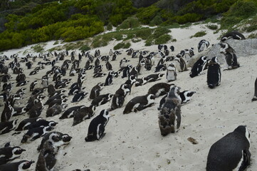 Many penguins