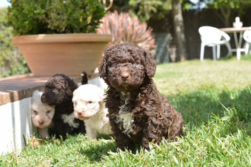 Cachorros de pura raza perro de agua español