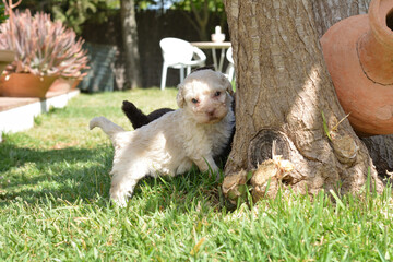 Cachorros de pura raza perro de agua español