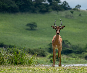 Fototapeta premium impala in the savannah