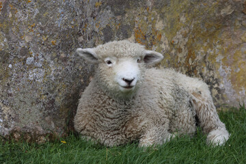 Romneyschaf / Romney sheep / Ovis.