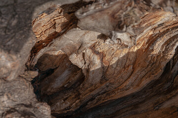 Tree trunk close up, wood texture