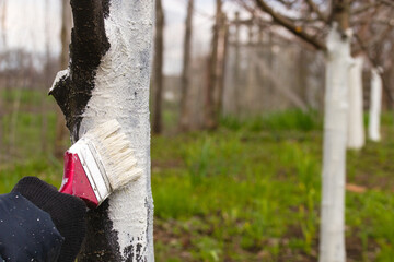 Farmer coverы the tree with white paint to protect against pests. Spring garden work, whitewashed...