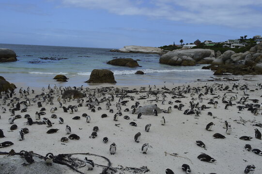Boulders Beach