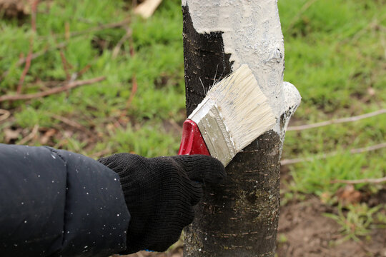 Farmer coverы the tree with white paint to protect against pests. Spring garden work, whitewashed trees.