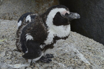 Young penguin