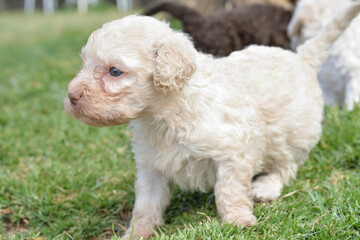 Cachorros de pura raza perro de agua español