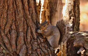 Tree squirrels.Many juvenile squirrels die in the first year of life. Adult squirrels can have a lifespan of 5 to 10 years in the wild. Some can survive 10 to 20 years in captivity.