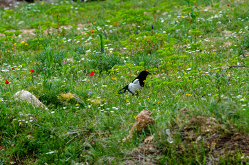 Obraz premium Pica Pica bird in nature grass place mount Parnitha Athens