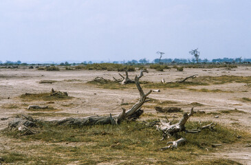 Savane désertique, Parc national, Amboseli, Kenya