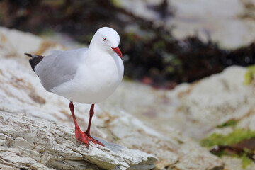 Rotschnabelmöwe / Red-billed gull / Larus scopulinus
